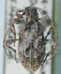  Pseudastylopsis nelsoni australis