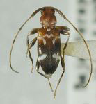  Pseudolepturges rufulus