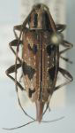  Sporetus colobotheides