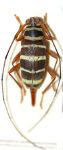  Sporetus fasciatus