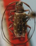  Stenolis flavoguttata