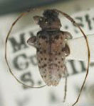  Sternidius batesi