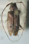  Sternidius chemsaki