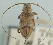  Sternidius gracilipes