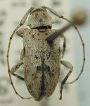  Sternidius nivosus