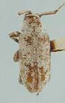  Sternidius rosaliae