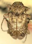  Styloleptus dozieri