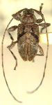  Styloleptus guilartensis