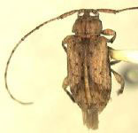  Styloleptus infuscatus