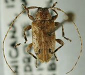  Styloleptus nigrofasciatus