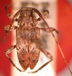  Styloleptus nigronotatus