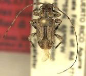 Styloleptus taino