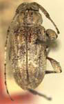  Styloleptus variabilis