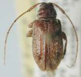  Trichastylopsis hoguei
