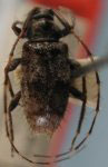  Trichonius griseus