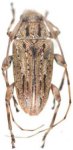  Tropidozineus wappesi