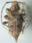  Trypanidius dimidiatus
