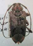  Trypanidius nocturnus