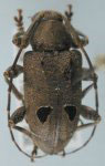  Trypanidius notatus (Fabricius, 1787: 139)