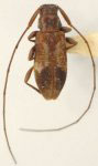  Urgleptes bicoloratus