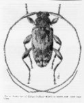 Urgleptes borikensis