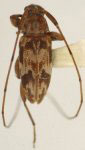  Urgleptes cazieri