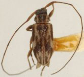  Urgleptes dorotheae