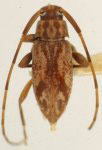  Urgleptes duffyi