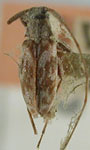  Urgleptes euprepes
