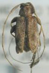  Urgleptes pluristrigosus