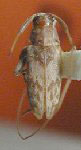  Urgleptes puertoricensis