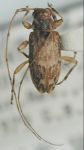  Urgleptes sandersoni