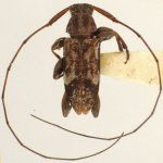  Urgleptes vauriearum