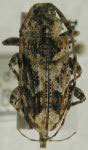 Xylergatoides asper