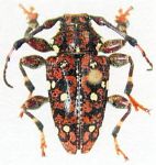  Acakyra ocellata ocellata