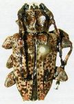  Acanthoderes (Acanthoderes) albifrons