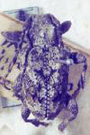  Acanthoderes (Scythropopsis) albitarsis