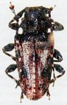  Acanthoderes (Acanthoderes) aliciae