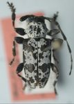  Acanthoderes (Acanthoderes) amplifrons