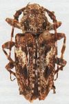  Acanthoderes (Acanthoderes) barrerai