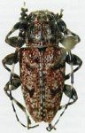 Acanthoderes (Acanthoderes) bicolor