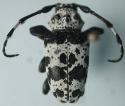  Acanthoderes (Pardalisia) lacrymans