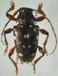  Acanthoderes (Acanthoderes) laportei