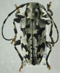  Acanthoderes (Acanthoderes) latevittatus