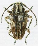  Acanthoderes (Acanthoderes) latiforma