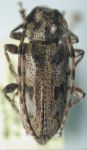  Acanthoderes (Acanthoderes) maccartyi