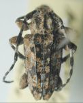  Acanthoderes (Acanthoderes) noguerai