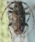  Acanthoderes (Acanthoderes) ramirezi