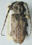  Aegomorphus chamelae