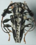  Discopus buckleyi